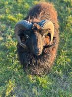 2 mooie ouessant rammen, Dieren en Toebehoren, Mannelijk, Schaap