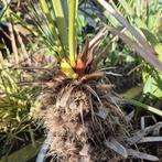 chamaerops humilis cerifera met bloei, Tuin en Terras, Planten | Bomen, In pot, Minder dan 100 cm, Zomer, Volle zon