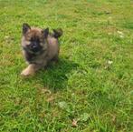 Eurasier puppy's, België, Particulier, 8 tot 15 weken, Poolhond