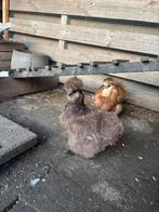 Hele lieve en tamme zijdehoender koppeltje, Dieren en Toebehoren, Meerdere dieren, Kip