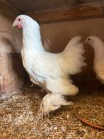 Brahma krielen wit 2025 1-2, Dieren en Toebehoren, Pluimvee, Meerdere dieren, Kip