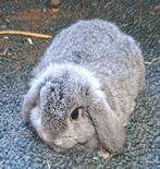 Nederlandse hangoordwerg, Dieren en Toebehoren, Konijnen, Mannelijk, Dwerg, Hangoor, 0 tot 2 jaar