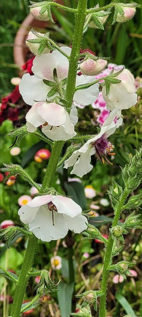 Vaste planten ( kan zo de tuin in) in pot, Tuin en Terras, Planten | Tuinplanten, Overige soorten, Volle zon, Ophalen