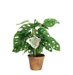 Monstera Obliqua ‘Monkey Leaf’, Huis en Inrichting, Kamerplanten, Overige soorten, Minder dan 100 cm, Halfschaduw, Verzenden