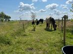 Plekje vrij op “paddock paradise”, Dieren en Toebehoren, Stalling en Weidegang
