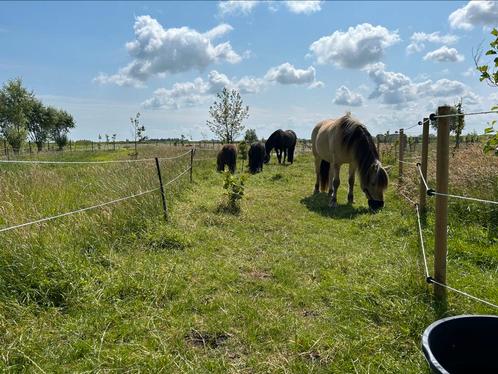 1 Plek beschikbaar op privé “paddock paradise”, Dieren en Toebehoren, Stalling en Weidegang