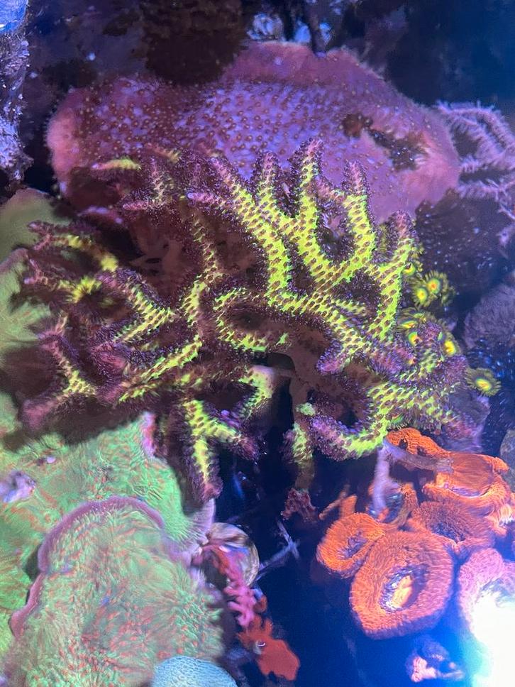Koraalstekken uit eigen kweek, Dieren en Toebehoren, Vissen | Aquariumvissen, Slak of Weekdier