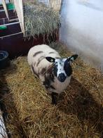 Mooi jonge bonte ram, Mannelijk, Schaap, 0 tot 2 jaar