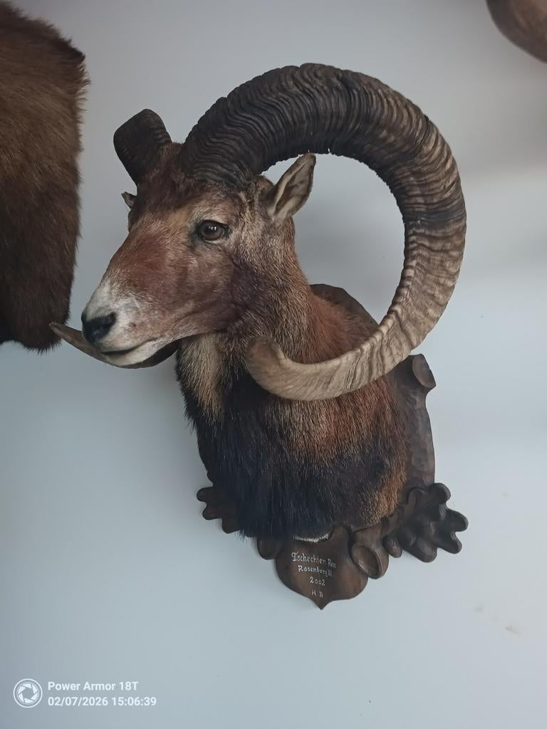 Kapitale Moeflon trofee uit Tsjechië - 95cm hoorns, Ophalen