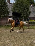 palomino E pony  17 jaar. Eyecatcher!, E pony (1.48m - 1.57m), ZZ, Ruin, Ontwormd