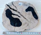 Sumatra boomschijf Versteend Hout Indonesië, Ophalen of Verzenden, Mineraal