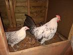 Groninger Meeuw haan zilverpel groot, Dieren en Toebehoren, Pluimvee, Mannelijk, Kip