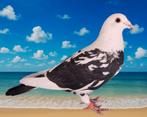 Postduif duivin Marmer Rechtstreeks Descheemaeker 2021., Dieren en Toebehoren, Vrouwelijk, Postduif