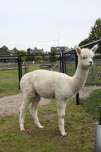 Alpaca Hengsten., Dieren en Toebehoren, Mei, Mannelijk