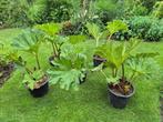 Gunnera planten, Tuin en Terras, Planten | Tuinplanten, Vaste plant, Halfschaduw, Zomer, Ophalen