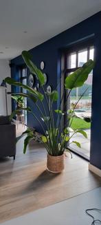 Strelitzia kamerplant 200cm hoog, Huis en Inrichting, Kamerplanten, Ophalen