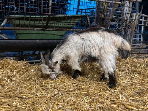 Jonge landgeit bok. Cae/cl vrij, Dieren en Toebehoren, Schapen, Geiten en Varkens, Geit, Mannelijk