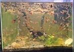 guppies/endlers, Dieren en Toebehoren, Vis