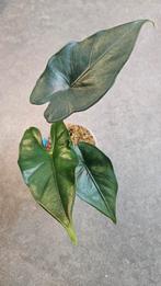 Alocasia Princeps Purple Cloak, Ophalen of Verzenden, Halfschaduw, Minder dan 100 cm
