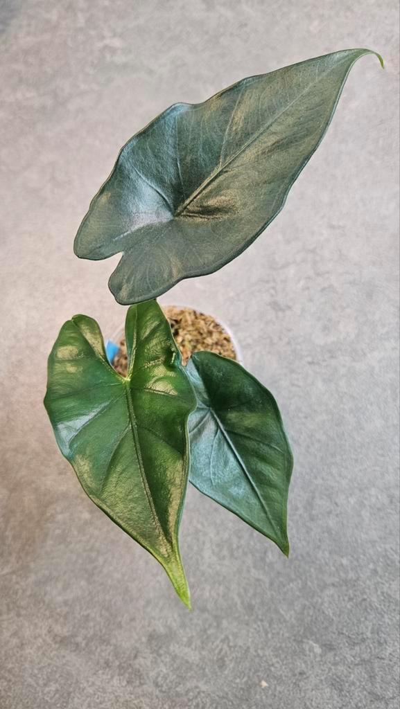 Alocasia Princeps Purple Cloak, Huis en Inrichting, Kamerplanten, Minder dan 100 cm, Halfschaduw, Ophalen of Verzenden