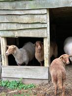 Coburger jaarling ooi, Dieren en Toebehoren, Schapen, Geiten en Varkens, Vrouwelijk, Schaap, 0 tot 2 jaar