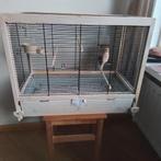 Kanarie, Mannelijk, Zangkanarie