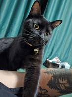 **SPOED** Lieve Leah zoekt nieuw huis, Dieren en Toebehoren, Katten en Kittens | Overige Katten, Poes, Kortharig, 0 tot 2 jaar