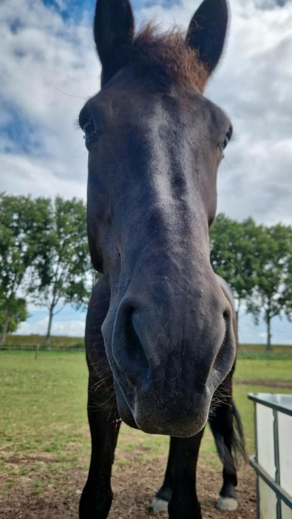 Verzorgster gezocht, Dieren en Toebehoren, Paarden en Pony's | Verzorgingsproducten, Zo goed als nieuw, Ophalen of Verzenden