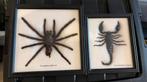 Opgezette spin en schorpioen, Ophalen, Zo goed als nieuw, Overige soorten, Opgezet dier