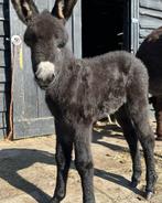 Hengst ezel Baco ‼️, Dieren en Toebehoren, Overige Dieren, Maart, Mannelijk