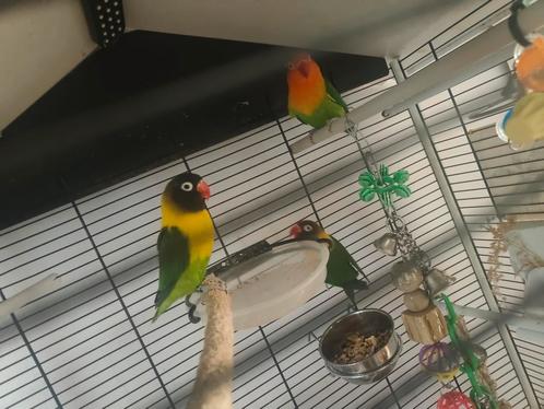 Agapornis Broedkoppel + dochter, Dieren en Toebehoren, Vogels | Parkieten en Papegaaien, Dwergpapegaai of Agapornis, Meerdere dieren