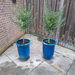 Olijfbomen op stam in blauwe pot, Volle zon, Vaste plant, Ophalen of Verzenden, Bloeit niet