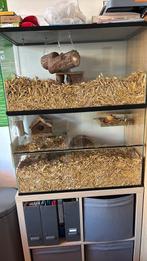 Gerbil hok (groot), Dieren en Toebehoren, 60 tot 90 cm, Ophalen of Verzenden, Hok, 75 tot 110 cm
