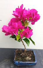 Roze Bougainvillea Bonsai- Papierbloem- 22 cm., Overige soorten, Minder dan 100 cm, Zomer, Ophalen
