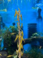 Neocaridina heteropoda Yellow garnalen, Dieren en Toebehoren, Vissen | Aquariumvissen
