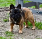 Franse bulldog Fluffy dekreu, Dieren en Toebehoren, Honden | Bulldogs, Pinschers en Molossers, Rabiës (hondsdolheid), Reu, 1 tot 2 jaar