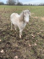 Tekoop mooi fewspot jaar ling merrie, Merrie