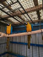 blauwgele ara’s, Dieren en Toebehoren, Vogels | Parkieten en Papegaaien, Meerdere dieren, Parkiet, Geringd