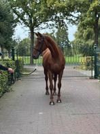 Super lieve dressuurmerrie te koop, Dieren en Toebehoren, Paarden, Merrie, B, Gechipt, Dressuurpaard
