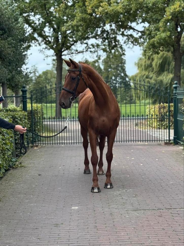 Super lieve dressuurmerrie te koop, Dieren en Toebehoren, Paarden, Merrie, B, 165 tot 170 cm, 11 jaar of ouder, Dressuurpaard