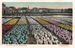 Bollenland, Hyacinthenvelden (1924) 129654, Verzenden, 1920 tot 1940, Gelopen, Zuid-Holland