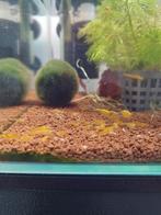 Citroen garnalen, Dieren en Toebehoren, Vissen | Aquariumvissen, Kreeft, Krab of Garnaal, Zoetwatervis