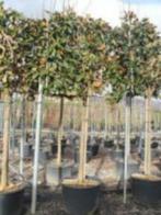 leiboom magnolia grandiflora 320 cm hoog wintergroen in pot, Tuin en Terras, In pot, Lente, Leiboom, Ophalen
