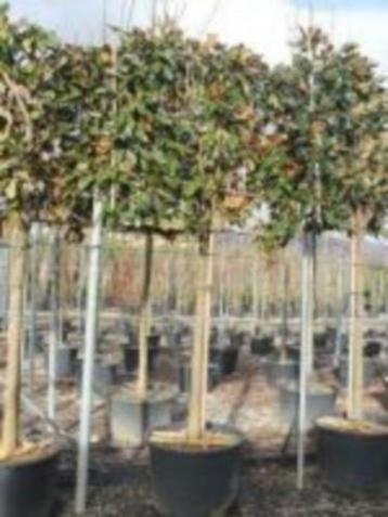 leiboom magnolia grandiflora 320 cm hoog wintergroen in pot