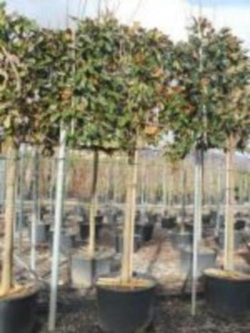 leiboom magnolia grandiflora 320 cm hoog wintergroen in pot, Tuin en Terras, Planten | Bomen, Leiboom, Lente, In pot, Ophalen