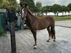 E pony merrie, Dieren en Toebehoren, Pony's, Merrie