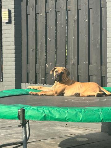 Cane corso x bullmatiff 6 maanden oud beschikbaar voor biedingen