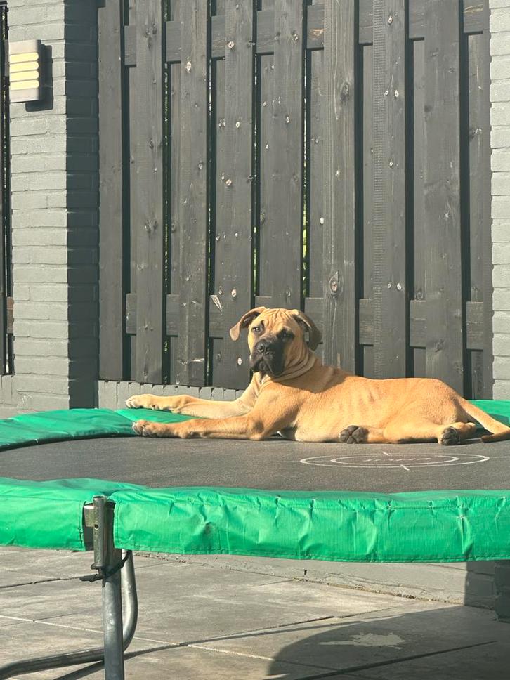 Cane corso x bullmatiff 6 maanden oud, Dieren en Toebehoren, Honden | Niet-rashonden, Reu, Particulier, Eén hond, Nederland, 15 weken tot 1 jaar