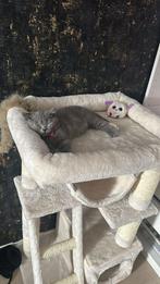 Britse korthaar kitten 12 weken oud
