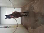 Pony gezocht!!, Ophalen of Verzenden, Zo goed als nieuw, Dressuur